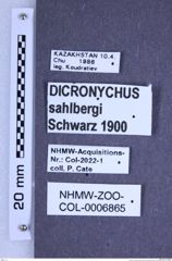 Etikette zu Cardiophorus/Dicronychus? sahlbergi (Schwarz, 1900) (NHMW-ZOO-COL-0006865)